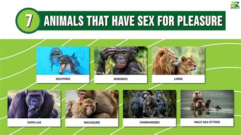 animals sexy video|How Animals Have Sex 